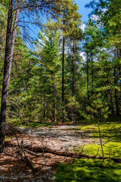 istock Laurentians parks and wildlife reserves 1279258773