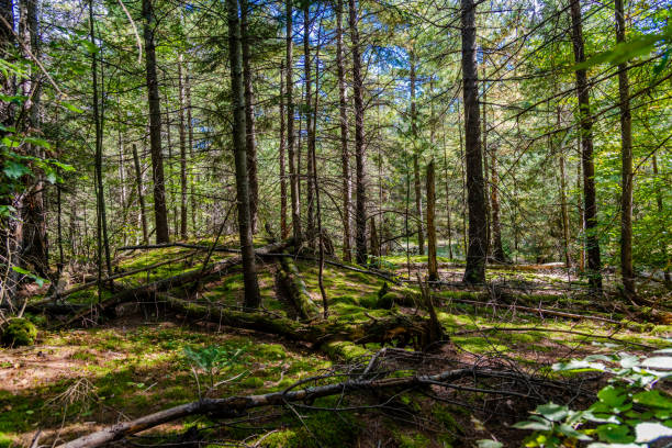 istock Laurentians parks and wildlife reserves 1279258774