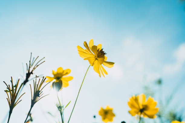 istock Yellow flowers in the morning Summer 1279258799