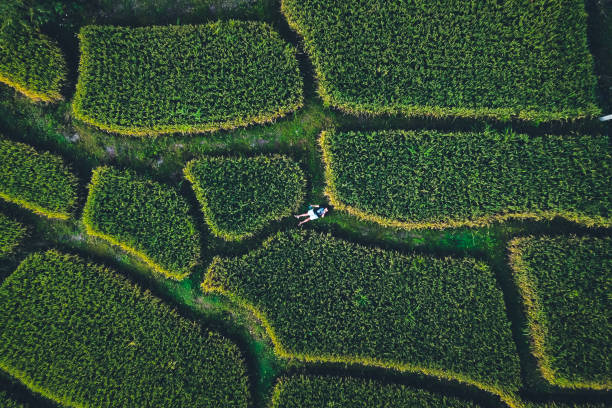 istock Green rice fields from above In the countryside 1279258954
