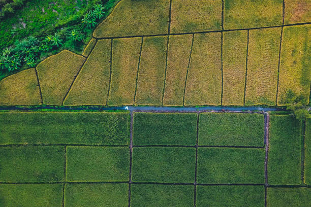 istock Green rice fields from above In the countryside 1279259628