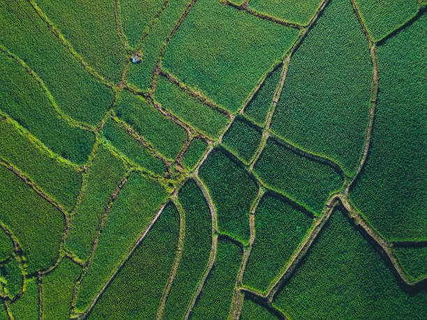 istock Green rice fields from above In the countryside 1279259631