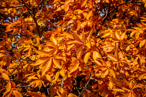 Beautiful Autumn Foliage Near Tennoji Park in Japan