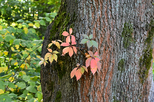 Bright leaves on the trunk of an old tree