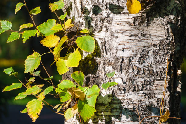 istock Birch tree trunk with branches and autumn leaves. The texture of the birch bark. 1279266278