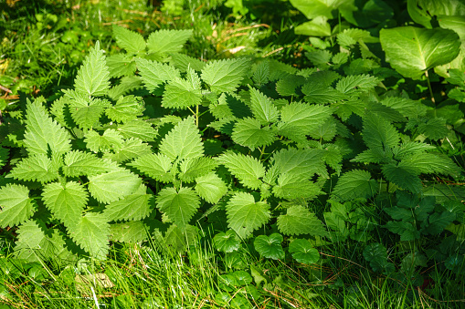 The nettle, Urtica dioica, with green leaves grows in natural thickets. Medicinal wild plant nettle.