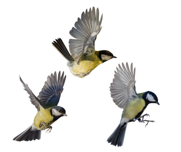 фото трех летающих изолированных желтых птиц - большая синица стоковые фото и изображения