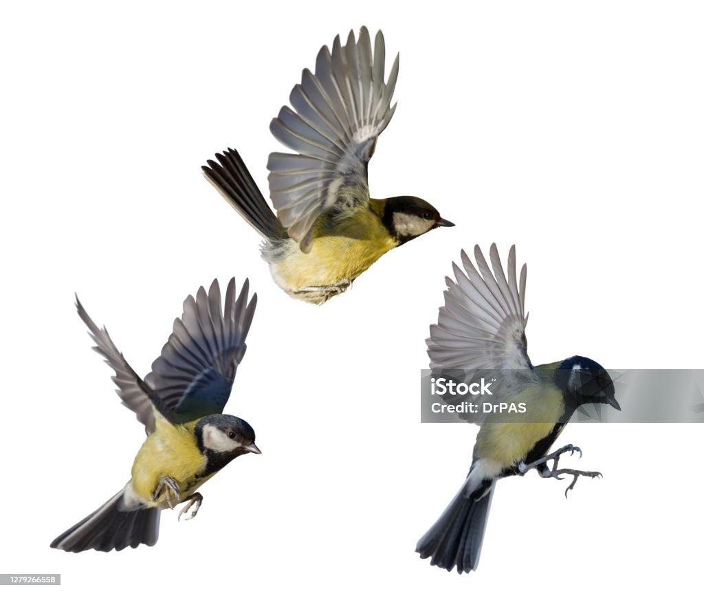 Hình Ảnh Ba Con Chim Màu Vàng Bị Cô Lập Bay Hình ảnh Sẵn có - Tải ...