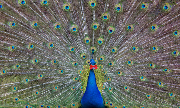 istock bright beautiful peacock with green and blue tail 1279266584