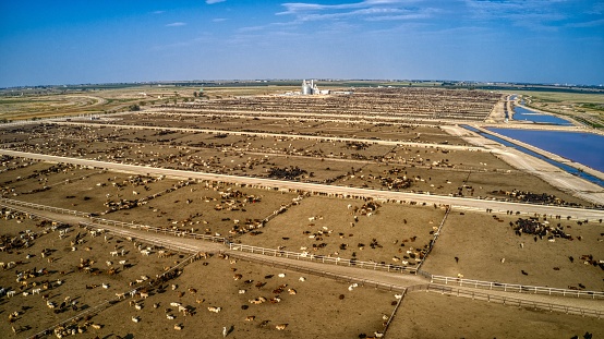 Aerial View of a Cow Feed Lot in the Southern Midwest