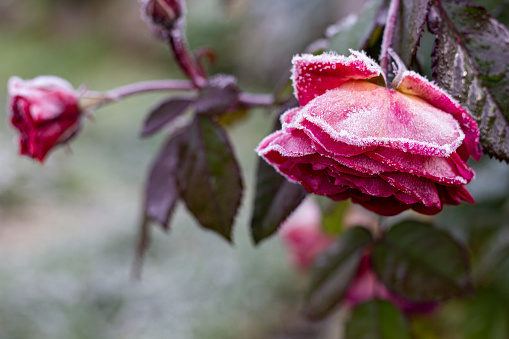 The Rose With Frost. Autumn morning photo. Closrup