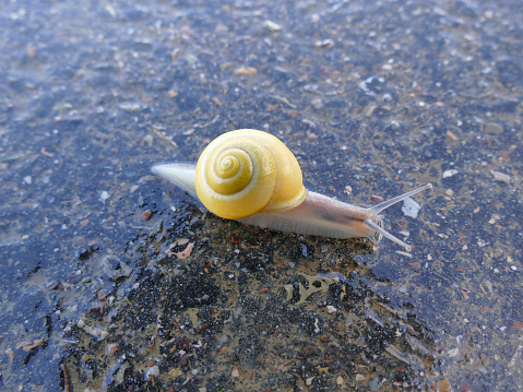 garden banded snail walking over a way