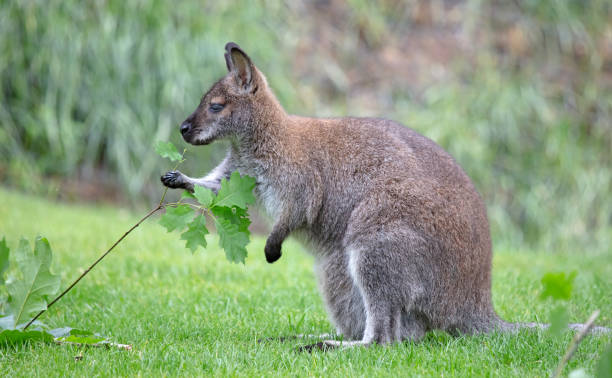 istock Red-necked Wallaby - Macropus rufogriseus, eating fresh leaves 1279269603