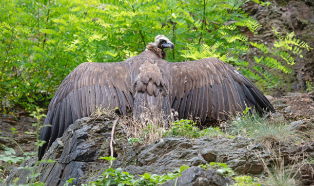 istock Large brown vulture looking spreading it's wings 1279269613