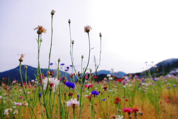 istock a beautiful cornflower field in Japan 1279270363
