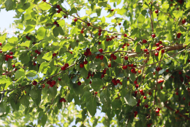 istock Red ripe cherries on the branch in the orchard 1279270415