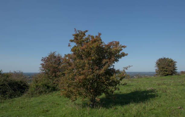 英国ウェストサセックスのサウスダウンズのウェルドを見下ろすウォルストンベリーヒルのチョーク草原で成長する一般的なホーソーンの木の秋の赤い果実(クラテガスモノギナ) - hawthorn berry fruit plant autumn ストックフォトと画像