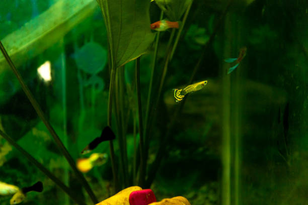 istock Beautiful Multi Colored Fish in the aquarium 1279273636