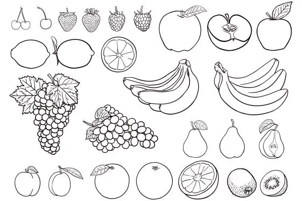Vector illustration of Simple drawings of fruit for coloring books
