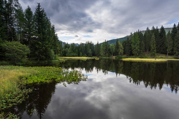 istock plants on a mountain lake with forest 1279273981