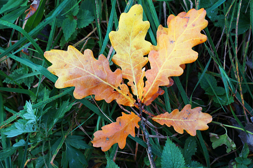 autumn, yellow and orange oak leaves on the green grass
