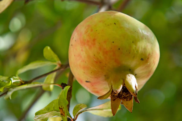 istock close up pomegranate tree and fruit with green leaves in nature 1279277088