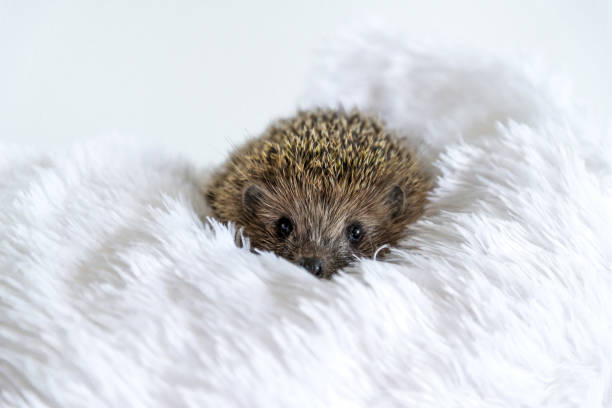 Cute sad wild hedgehog lying on a soft blanket on a white background. The prickly animal is bored in the house and wants to be free in the forest. Protection and domestication of forest animals