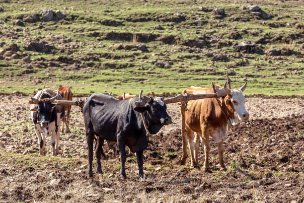 istock Ethiopian farmers plows fields with cows 1279282044