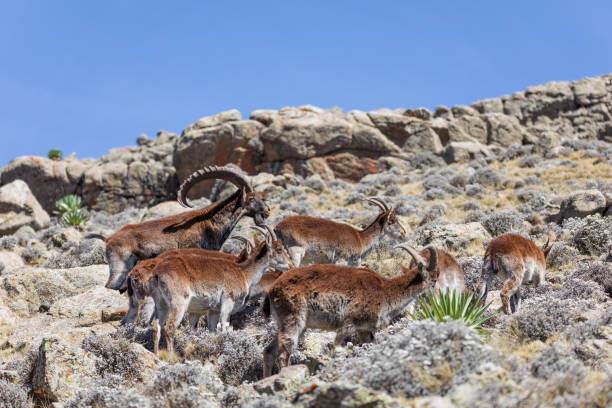 istock rare Walia ibex in Simien Mountains Ethiopia 1279282057
