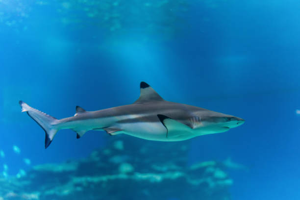 Blacktip reef shark swimming undersea. Blacktip reef shark or Carcharhinus melanopterus swimming in aquarium. blacktip reef shark stock pictures, royalty-free photos & images