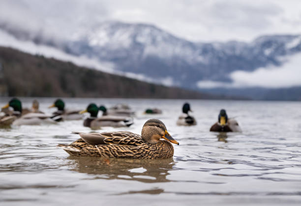 Female duck floating on Bohinj lake in Slovenia.