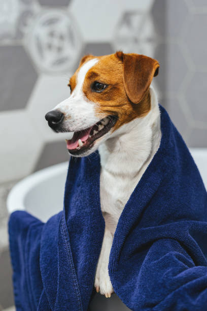 istock Cute puppy Jack Russell Terrier with blue towel in a bathroom. 1279282951