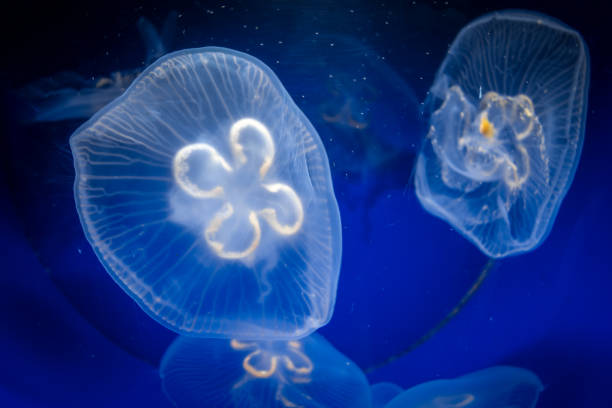 istock Common jellyfish underwater close-up view 1279283065