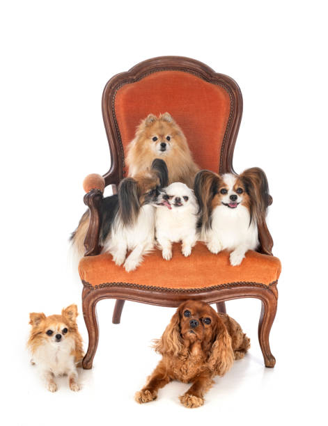istock little dogs on chair 1279284446