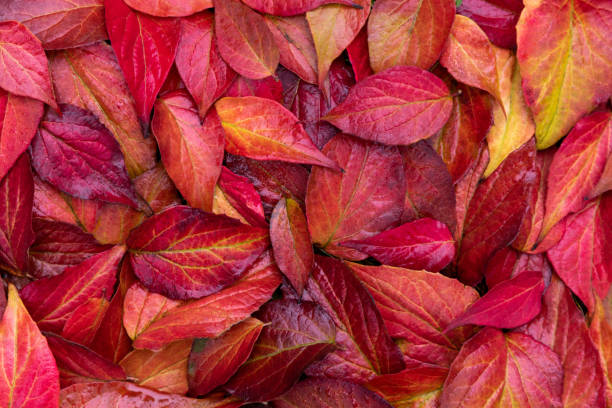 istock Beautiful autumnal background with red leaves. 1279285570