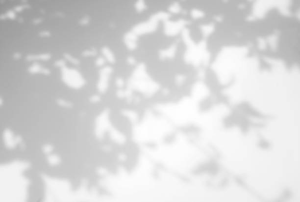 istock Realistic and organic leaves natural shadow overlay effect on white texture background, for overlay on product presentation, backdrop and mockup 1279287251