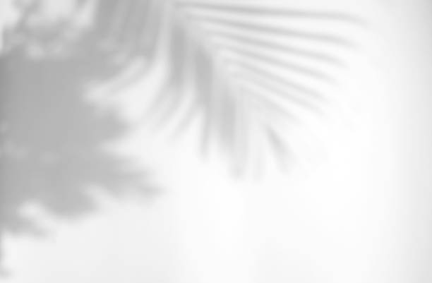 istock Realistic and organic tropical leaves natural shadow overlay effect on white texture background, for overlay on product presentation, backdrop and mockup 1279287265