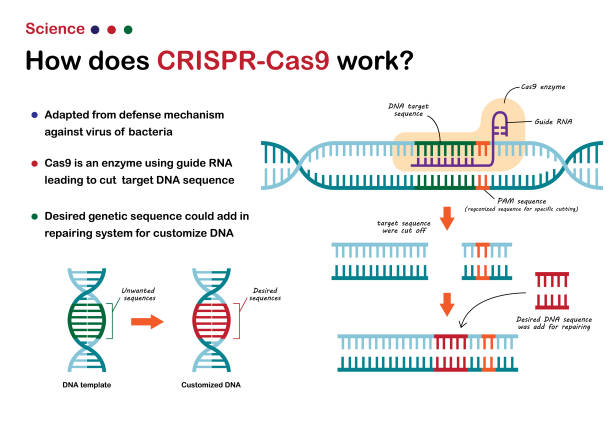 Science illustration show  CRISPR - Cas 9 work for cut and edit DNA genetic sequence as novel technique of molecular engineering Science illustration show  CRISPR - Cas 9 work for cut and edit DNA genetic sequence as novel technique of molecular engineering crispr stock illustrations