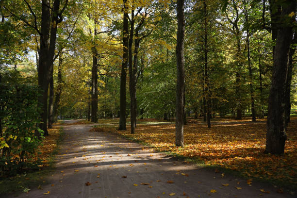 istock autumn landscape in a park 1279287512