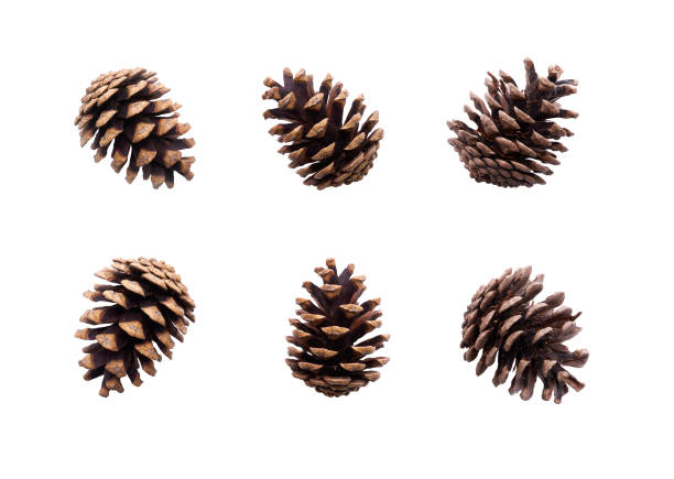 istock A collection of large pine cone for Christmas tree decoration 1279287669