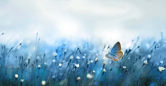 Butterfly flying over Wild flowers on the misty meadow field with. Soft blue natural background. Selective focus on butterfly
