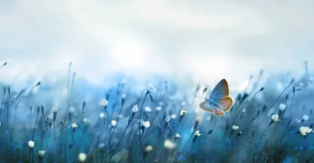 Photo of Mysterious soft blue misty morning in the meadow with flying butterfly