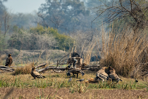 steppe eagle flock fighting with wings open for feeding on spotted or Axis deer kill. Action scene of group of animals at keoladeo ghana national park or bharatpur bird sanctuary rajasthan india