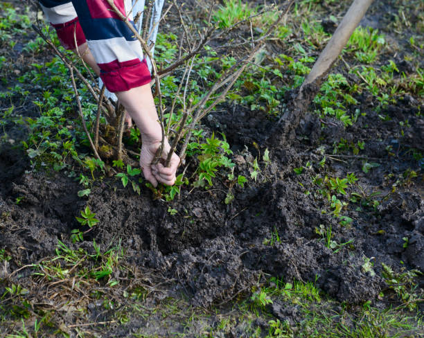 istock Planting a gooseberry Bush in spring soil 1279290467