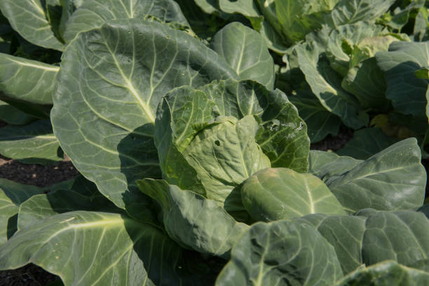 Brassica oleracea is an Edible Leaf Vegetable