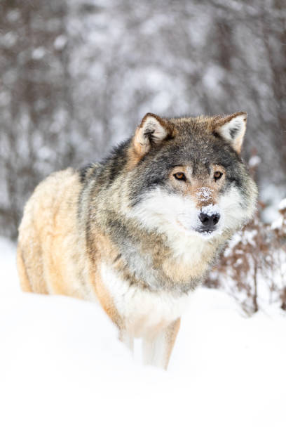 male wolf stands in the snow in beautiful winter forest - wolf norway woods winter imagens e fotografias de stock