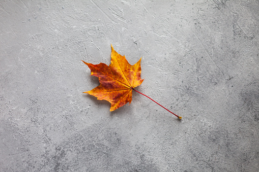minimal composition of Autumn colorful marple fall leaves on dark gray concrete wall. closeup, copy space for text.