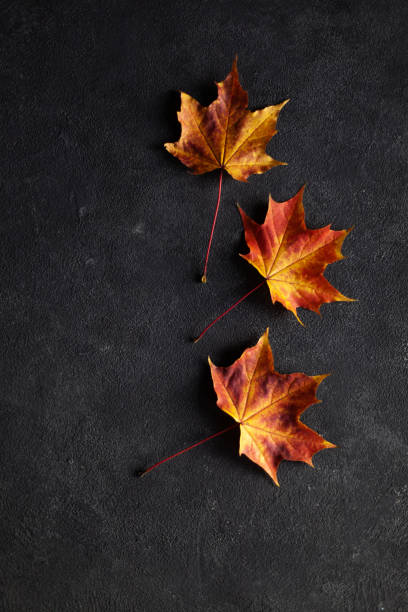 istock colorful autumn marple leaves on gray concrete 1279293726