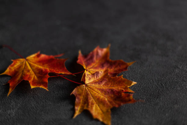 istock colorful autumn marple leaves on gray concrete 1279293816