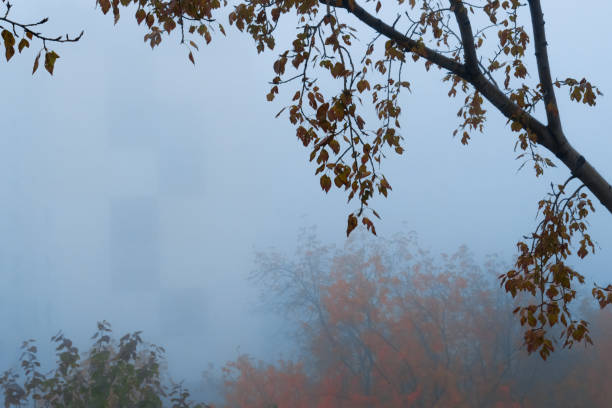 istock Falling trees in the morning fog. Soft focus 1279294182